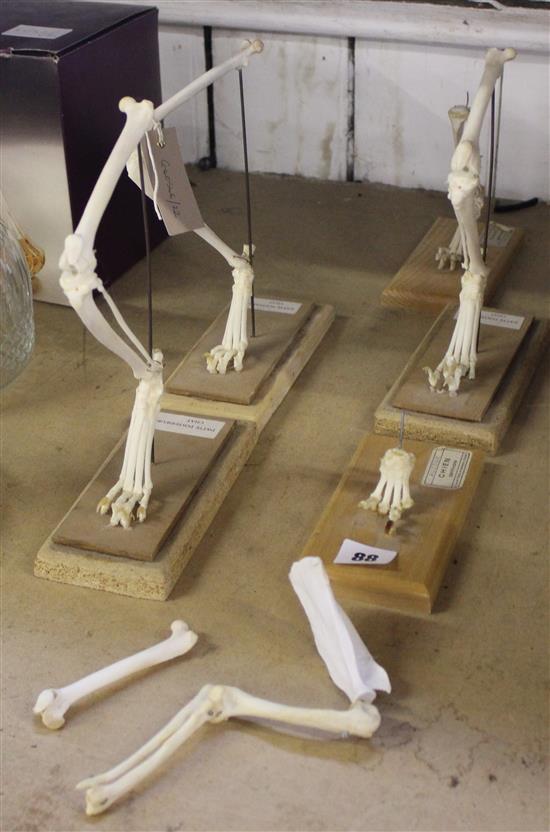 4 French bone models